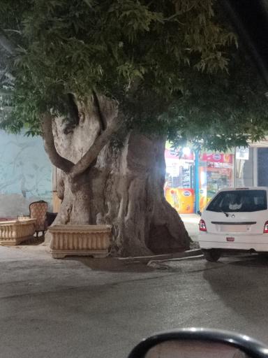 عکس درخت باستانی وجه آباد 
