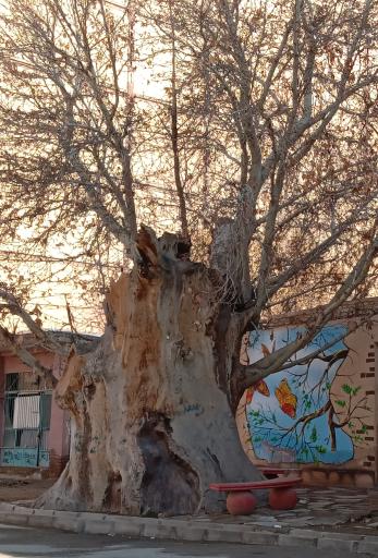 عکس درخت باستانی وجه آباد 