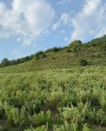 عکس ایستگاه اول مسیر جنگل پیمایی الیمستان - امامزاده قاسم