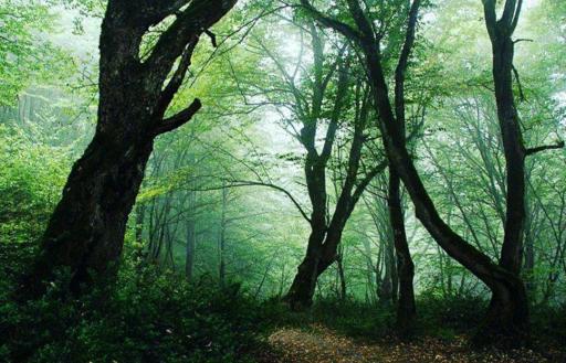 عکس ایستگاه اول مسیر جنگل پیمایی الیمستان - امامزاده قاسم