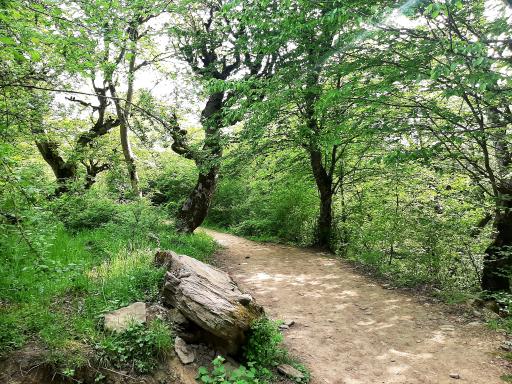 عکس ایستگاه اول مسیر جنگل پیمایی الیمستان - امامزاده قاسم