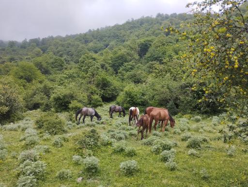 عکس ایستگاه اول مسیر جنگل پیمایی الیمستان - امامزاده قاسم