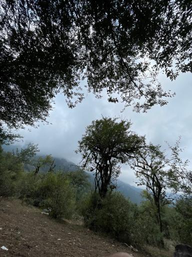 عکس ایستگاه اول مسیر جنگل پیمایی الیمستان - امامزاده قاسم