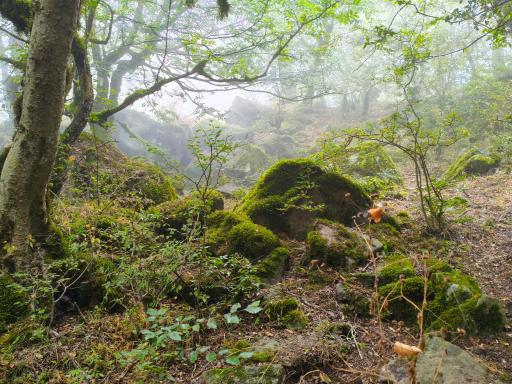 عکس ایستگاه اول مسیر جنگل پیمایی الیمستان - امامزاده قاسم
