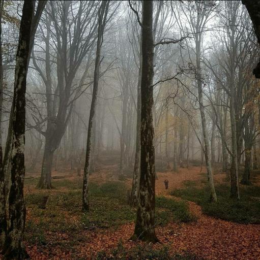 عکس ایستگاه اول مسیر جنگل پیمایی الیمستان - امامزاده قاسم
