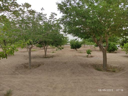 عکس توتستان