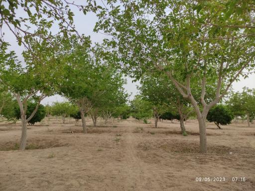 عکس توتستان