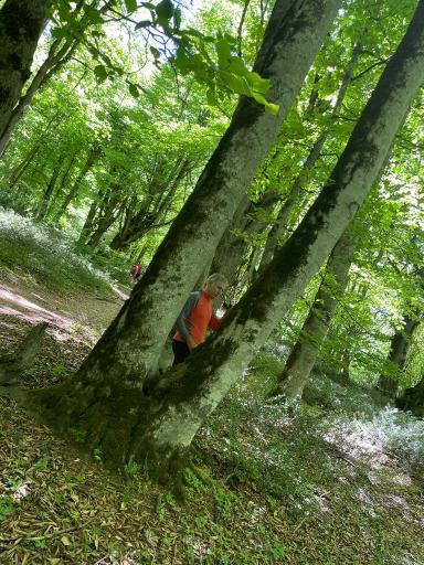 عکس ایستگاه اول مسیر جنگل پیمایی الیمستان - امامزاده قاسم