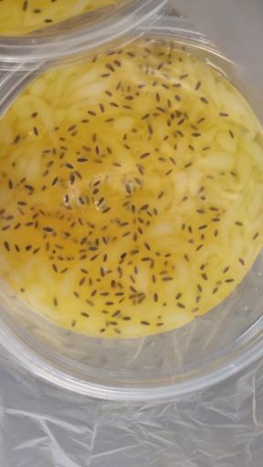 عکس بستنی غدیر و قادر