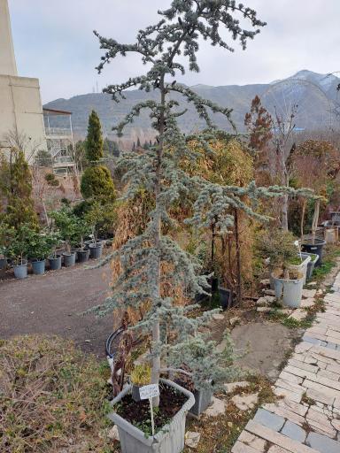 عکس گلکده سدروس