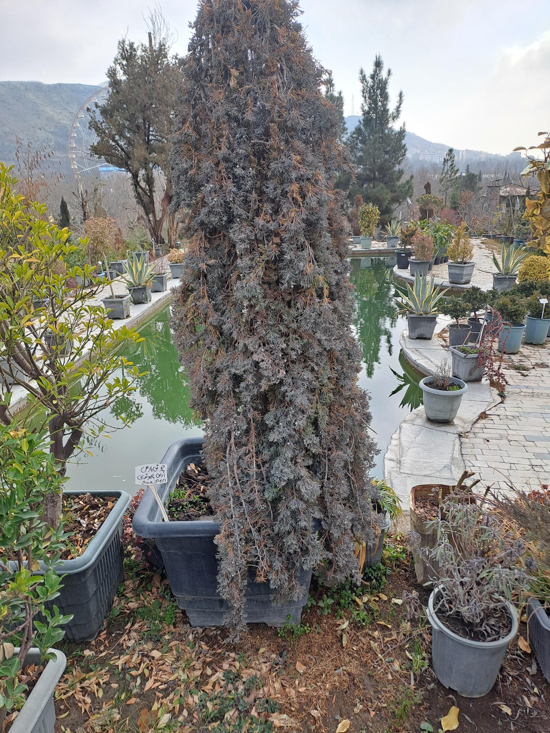 عکس گلکده سدروس