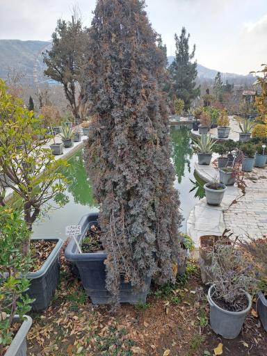 عکس گلکده سدروس