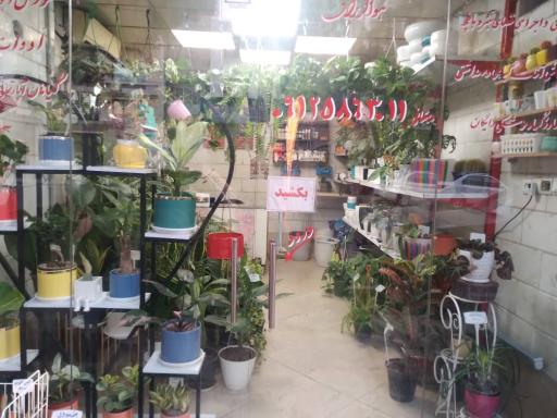 عکس گل و گیاه سبز آوین