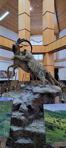 عکس موزه حیات وحش پارک ملی گلستان