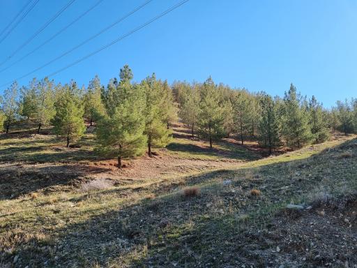 عکس مرکز تفریحی و کلبه جنگلی جاجرود