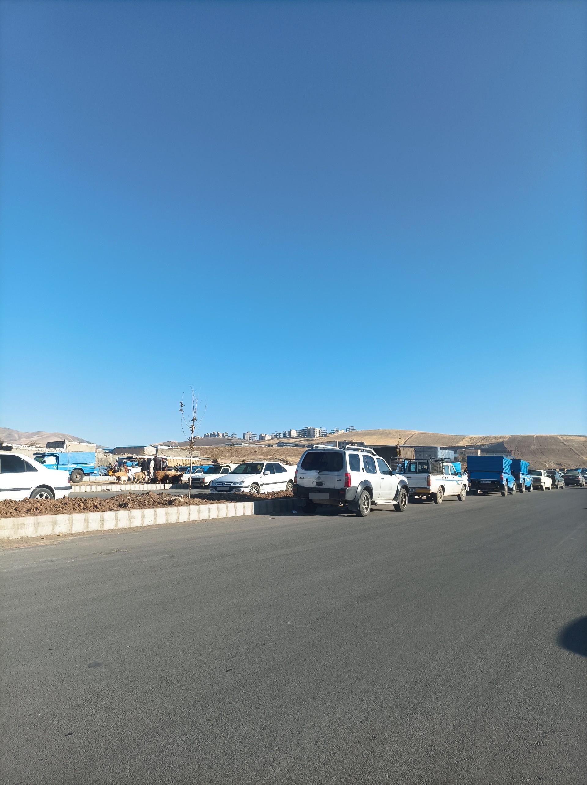 عکس بازار خرید و فروش دام کامیاران