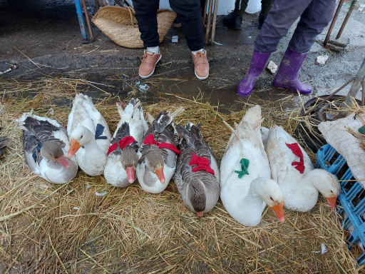 عکس پنجشنبه بازار