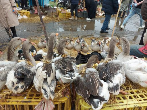 عکس پنجشنبه بازار