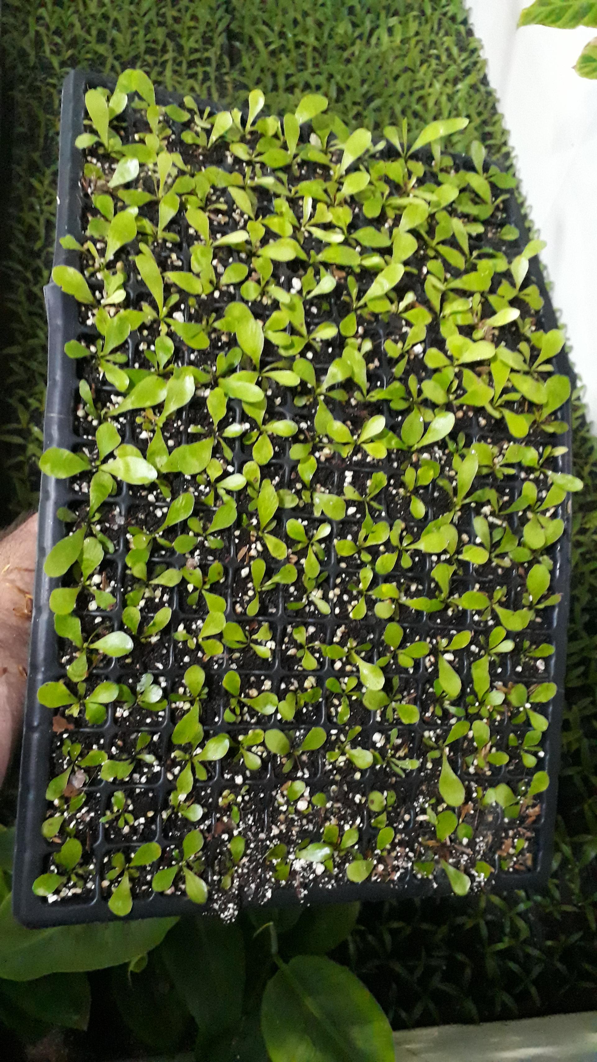 عکس گلخانه طهماسبی