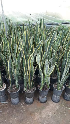 عکس گلخانه طهماسبی