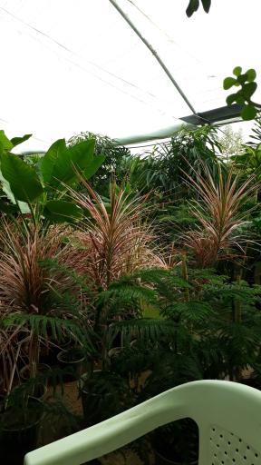 عکس گلخانه طهماسبی