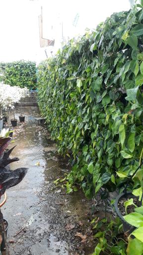 عکس گلخانه طهماسبی