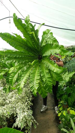 عکس گلخانه طهماسبی