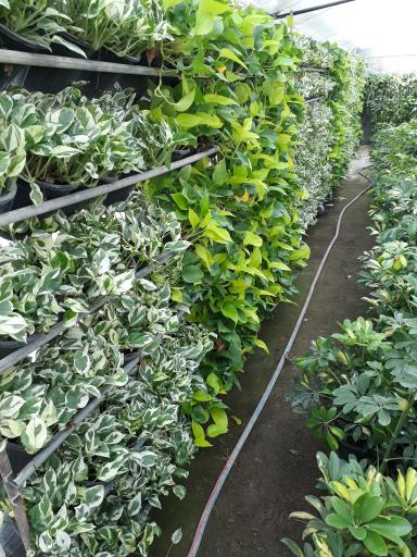 عکس گلخانه طهماسبی