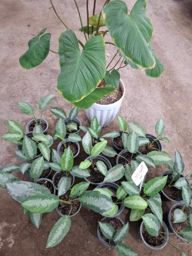 عکس گلخانه طهماسبی