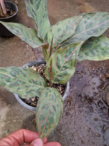 عکس گلخانه طهماسبی