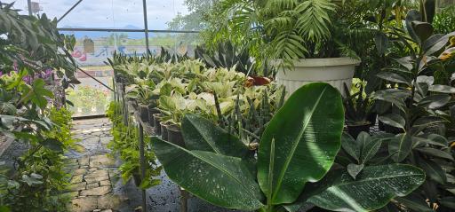 عکس فروشگاه گل و گیاه زارعی