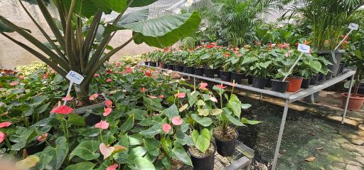 عکس فروشگاه گل و گیاه زارعی