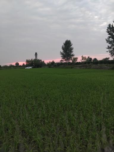 عکس سوته کلا