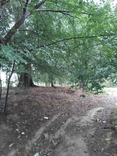 عکس سوته کلا
