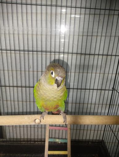 عکس شاه طوطی مارکت