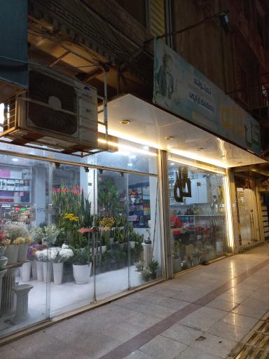 عکس گل لاله