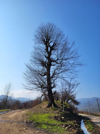 عکس لوندویل