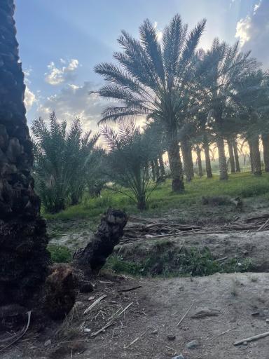 عکس باغ بابوئیه