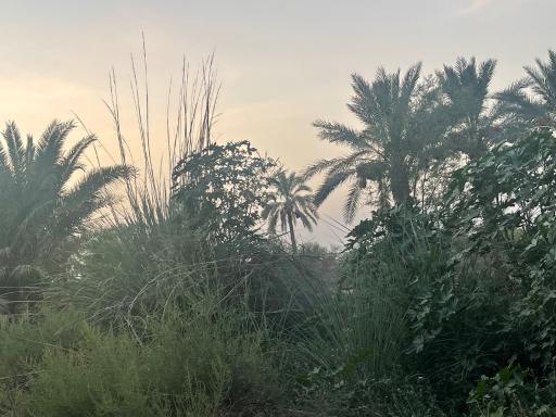 عکس باغ بابوئیه