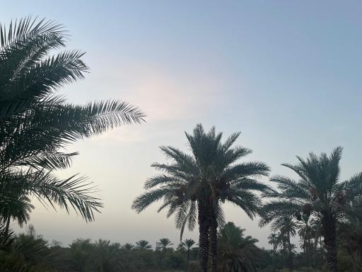 عکس باغ بابوئیه