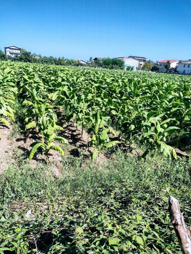 عکس لوندویل