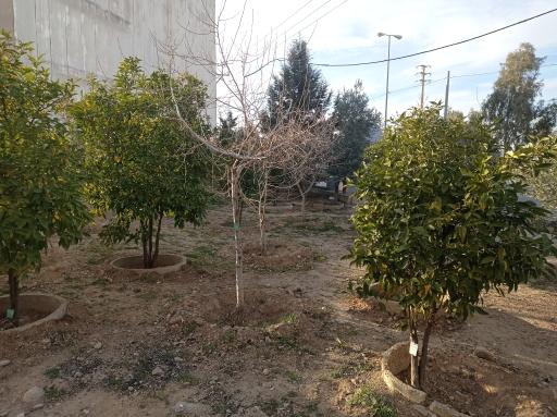 عکس پارک محلی امیر