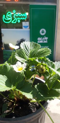 عکس فروشگاه مزرعه عدسی