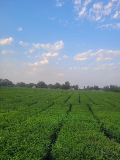 عکس باغ چای باشلقی