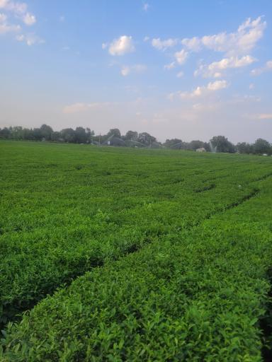 عکس باغ چای باشلقی