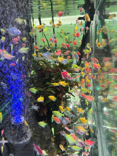 عکس تهران آکواریوم