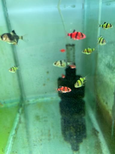 تهران آکواریوم