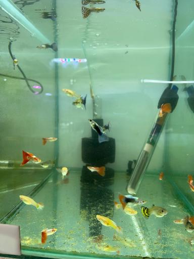 عکس تهران آکواریوم