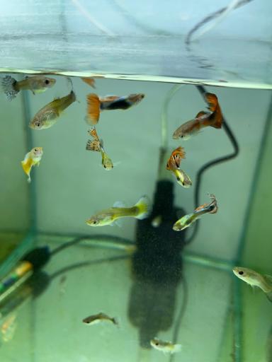 عکس تهران آکواریوم