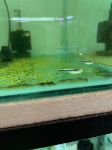 تهران آکواریوم